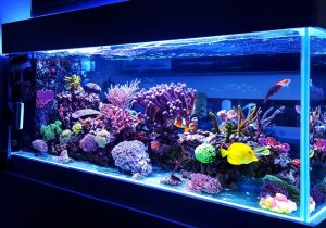 搬運(yùn)魚缸